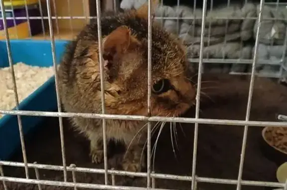 Animaux trouvés Contrexéville, photo: Chatte tigrée malvoyante trouvée à Contrexéville
