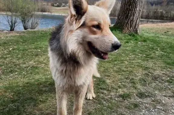 Chien gris trouvé au lac des Hurtières - photo