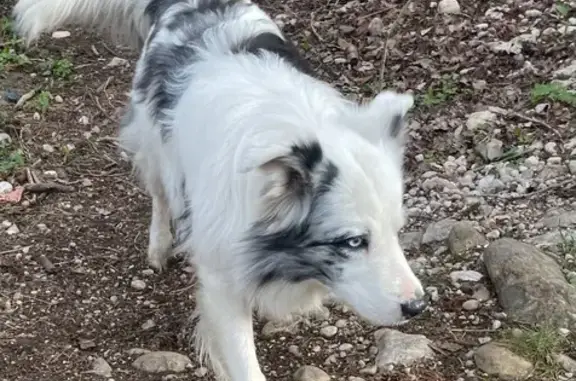 Chien trouvé , photo: Berger australien trouvé sur la D1006
