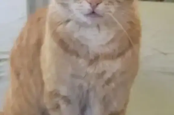 Chat roux 3 ans perdu à Martigues - photo