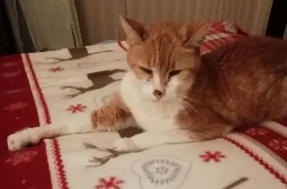 Chat perdu, Reims, photo: Chat roux et blanc perdu à Reims