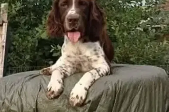 Chien perdu : Munsterlander 5 ans, Ryo - photo