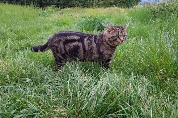 Chat perdu, Chabeuil, photo: Chat Européen mâle disparu à Chabeuil