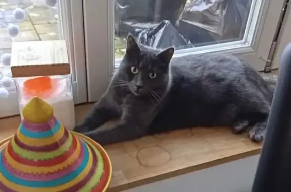 Chat perdu, Châlons-en-Champagne, photo: Chatte grise 3 ans perdue à Châlons-en-C.