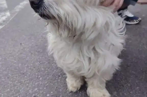 Bichon maltais trouvé à Hulluch - photo