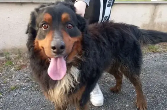 Chien trouvé , photo: Bouvier tricolore trouvé à St-Maurice