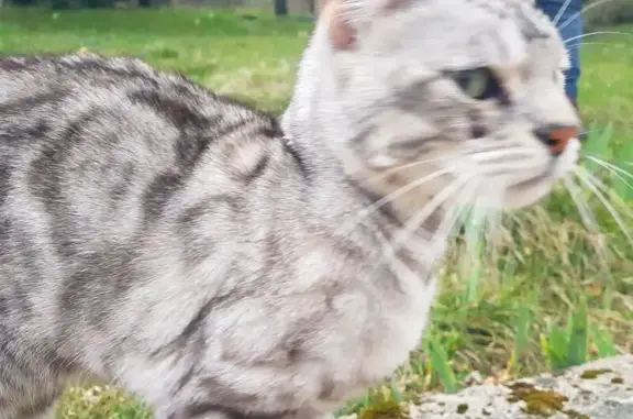Chat trouvé Saint-Baldoph, photo: Chat tigré gris-blanc trouvé à Saint-Baldoph