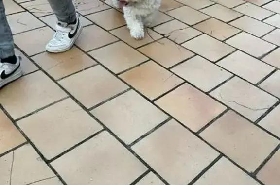 Chien trouvé Bon-Encontre, photo: Bichon frisé trouvé à Bon-Encontre