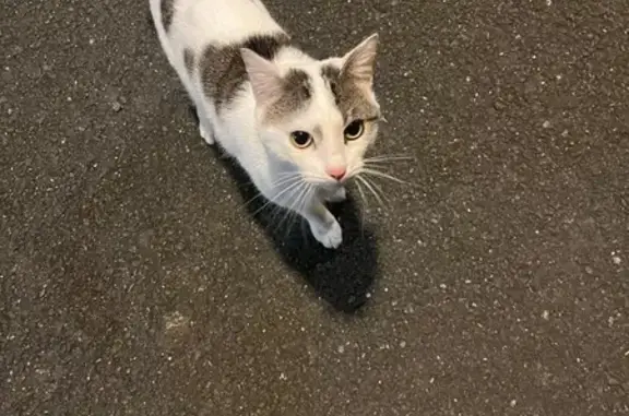 Chat trouvé, câlin et social à Carquefou - photo