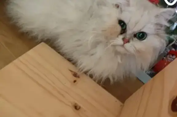 Chat blanc trouvé près de la forêt d'Yzeure - photo