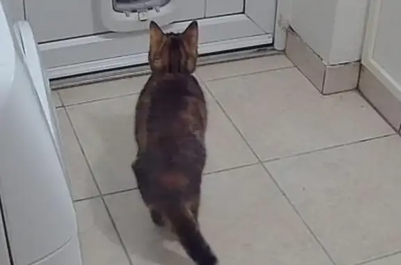Chat tigré brun disparu à Marmande - photo