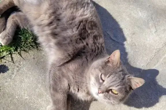 Chat gris docile trouvé, abrité et soigné - photo