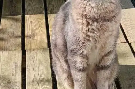 Chat mâle gris-beige disparu à Authie - photo