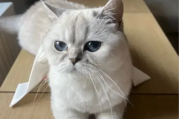 Animaux perdus Eckbolsheim, photo: Chatte British Shorthair perdue à Eckbolsheim