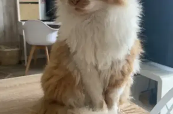 Chat Angora mâle perdu à Étaples - photo