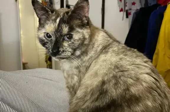 Chat perdu, Montreuil, photo: Chatte siamoise disparue à Montreuil