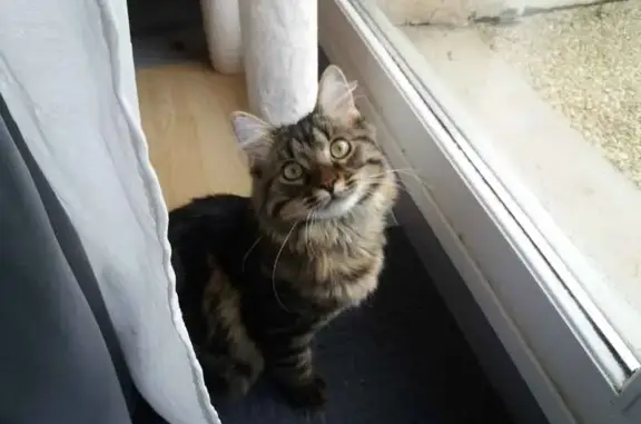Animaux perdus Rennes, photo: Chat mâle marron/noir perdu à Rennes