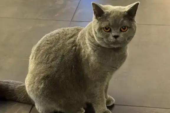 Animaux perdus Lille, photo: Chat British Shorthair perdu à Lille