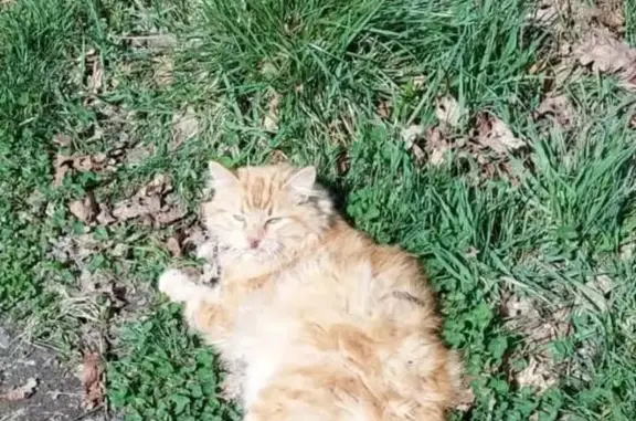Chat trouvé , photo: Chat roux trouvé à Saint-Laurent-de-Neste