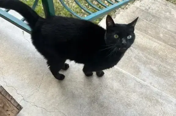 Chat noir Ikko perdu à Boutigny-sur-Essonne - photo