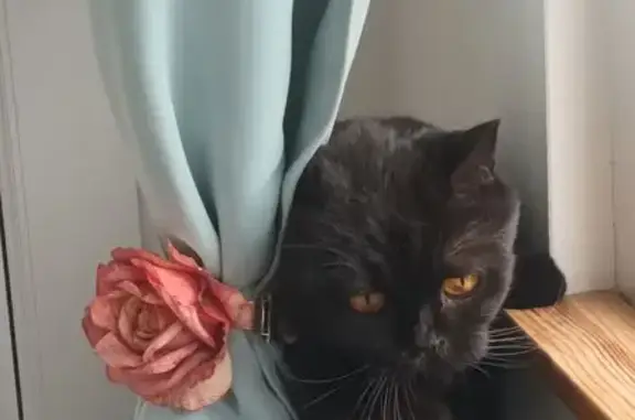 Animaux perdus Montigny-lès-Metz, photo: Onyx, chatte noire perdue à Montigny