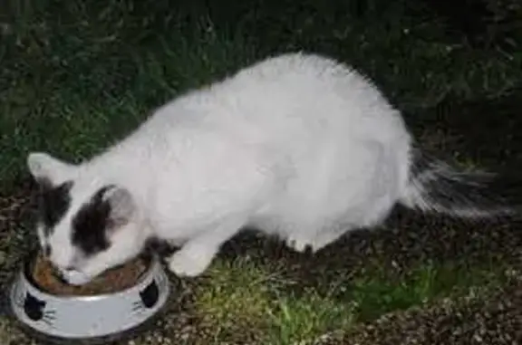 Chat trouvé Lanrodec, photo: Chatte blanche à oreilles noires trouvée