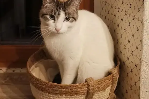 Animaux perdus , photo: Chatte Européenne Sury perdue à Loubens