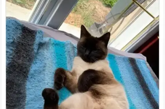 Animaux perdus , photo: Chatte noire et grise disparue à Saint-Pierre