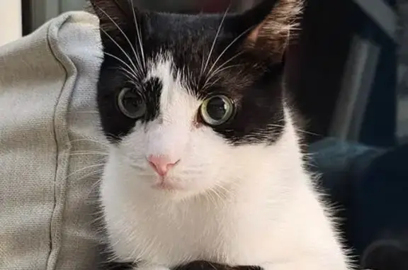 Chatte noire et blanche perdue, Le Robert - photo