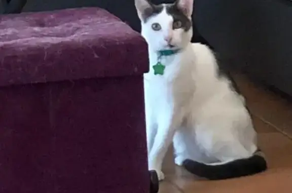 Chat Disparu à Tourrette-Levens - photo
