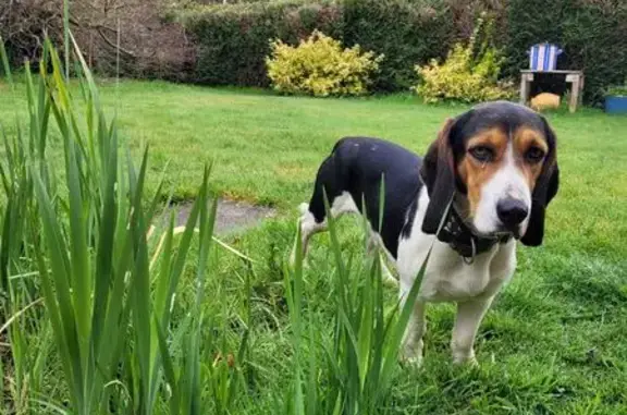 Chien trouvé Mellac, photo: Chien trouvé près du Moulin de la Boulaie