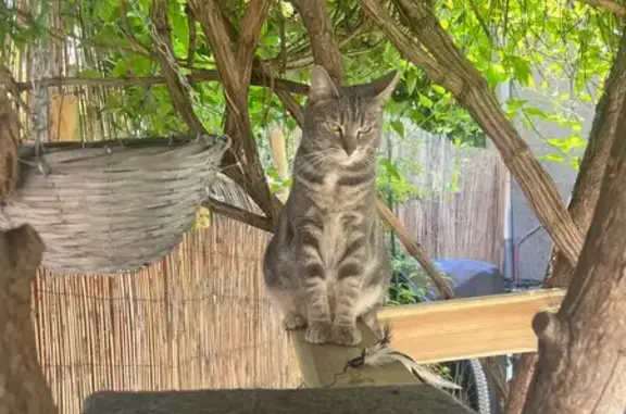 Chat perdu, , photo: Chat tigré 3 ans perdu à Champvoux