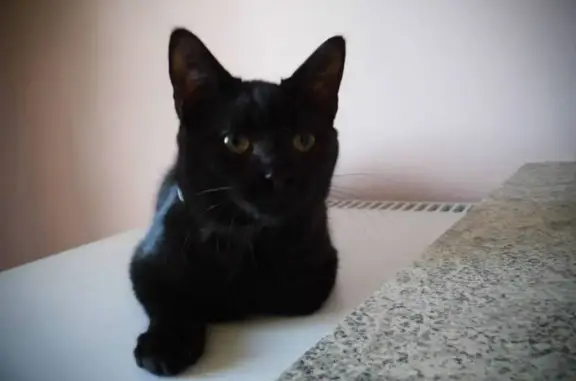 Chat noir perdu, tatoué, craintif, Varaville - photo