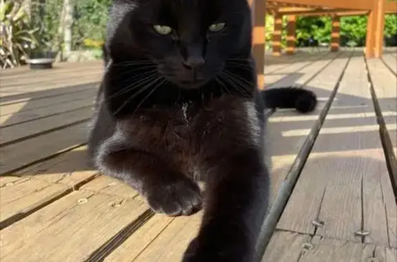 Chat perdu, Wimereux, photo: Pepite, chatte noire, disparue à Wimereux