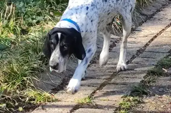 Chien perdu , photo : Braque d'Auvergne perdu à Sceaux