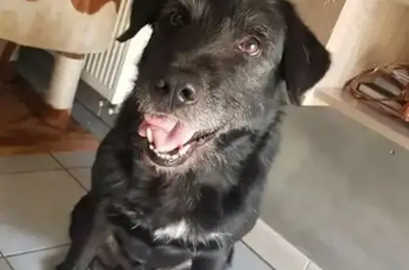 Griffon noir 14 ans perdu à Mallemort - photo