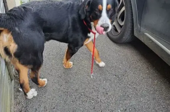 Chien trouvé Morancé, photo: Jeune bouvier mâle trouvé à Morancé