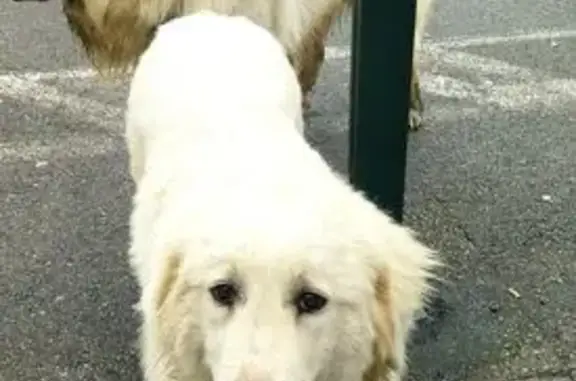 Chien trouvé , photo: Deux chiens trouvés sur parking Bauché