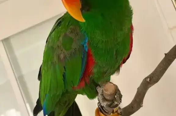 Animaux perdus , photo: Perroquet vert perdu à Vaugines