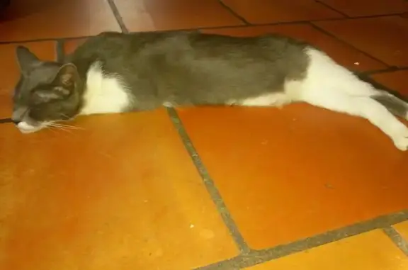 Animaux perdus Casteljaloux, photo: Chatte grise-blanche perdue à Casteljaloux