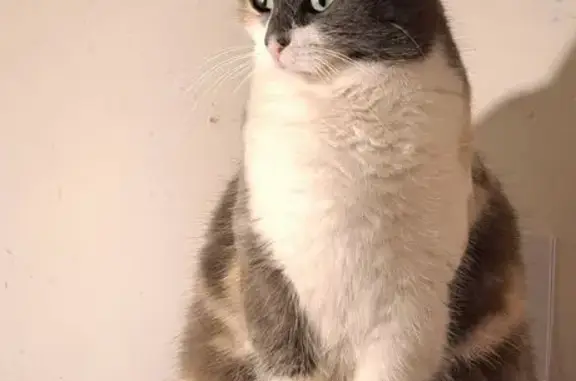 Chat perdu, , photo: Chatte isabelle perdue à Poueyferré