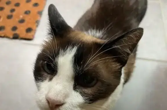 Animaux perdus Toulouse, photo: Chat mâle aveugle perdu à Toulouse