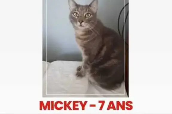 Animaux perdus La Ciotat, photo: Chat mâle gris-beige perdu à La Ciotat