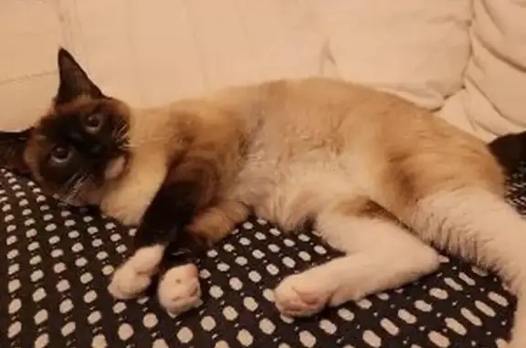 Animaux perdus Bordeaux, photo: Chatte croisée siamois perdue à Bordeaux