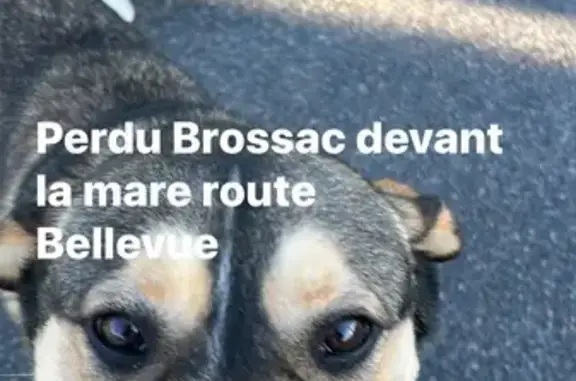 Animaux trouvés , photo: Chien craintif trouvé à Brossac