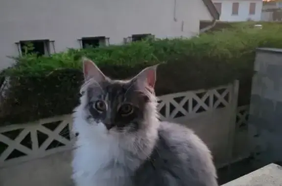 Animaux perdus Reims, photo: Chat Maine Coon gris/blanc perdu à Reims