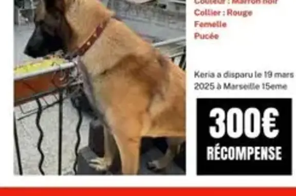 Chien perdu, tâche œil gauche, collier rouge - photo