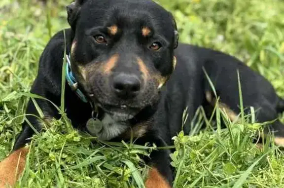 Chien disparu à Coudoux (BDR) - photo