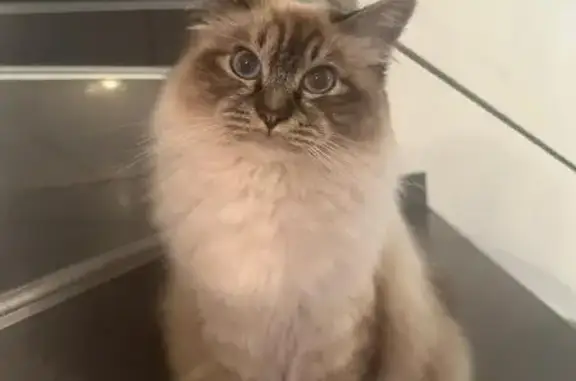 Chatte Sacré de Birmanie perdue à Marignane - photo