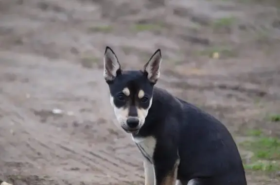 Chien perdu : UNA, noir et beige, Verneuil - photo